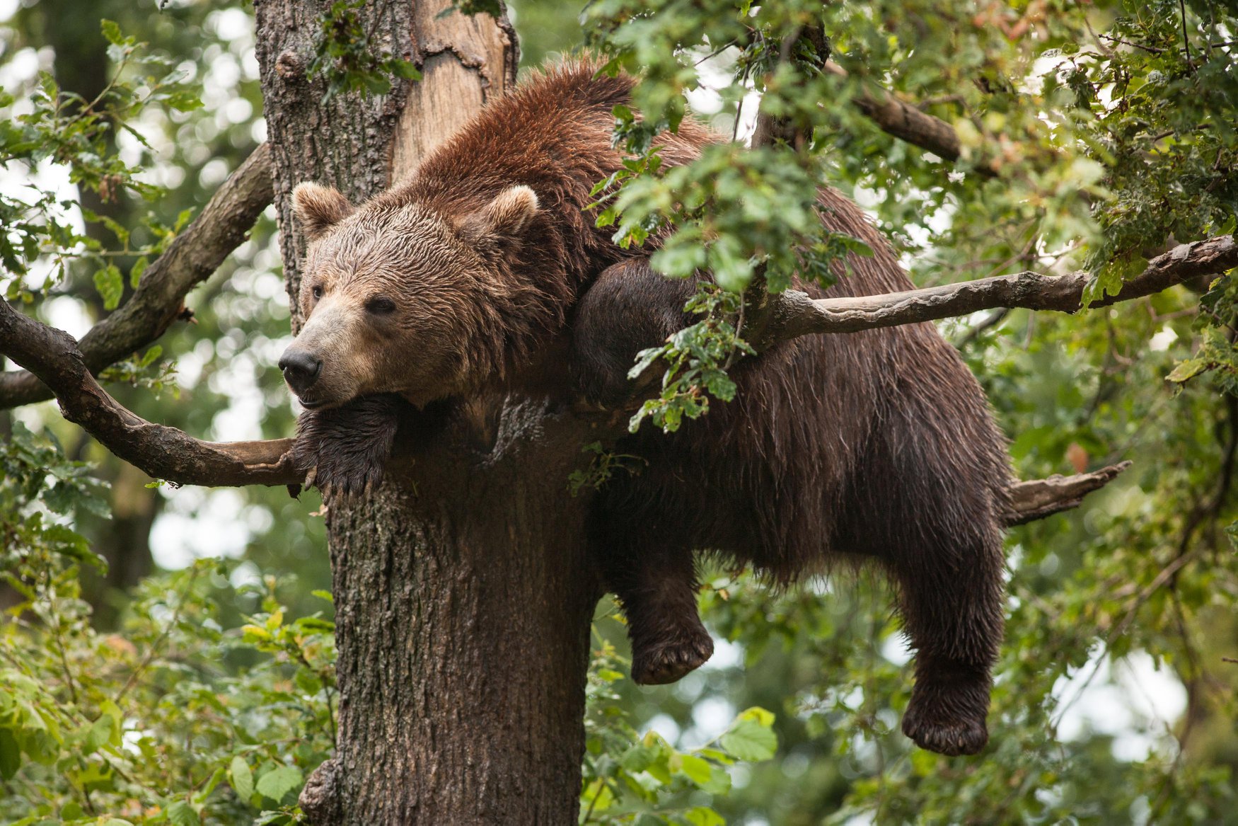 Bear Sanctuary